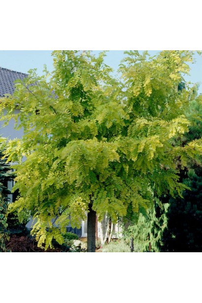 Робінія клейка - штамбова форма